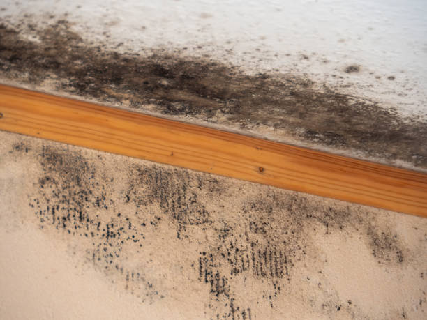 Best Residential Mold Inspection & Testing  in Oconto, WI