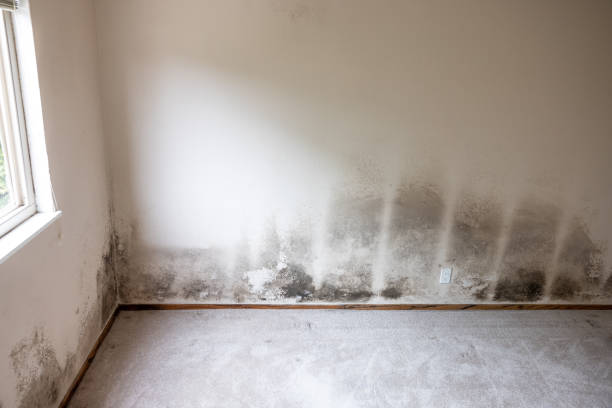 Best Mold Remediation for Healthcare Facilities  in Oconto, WI